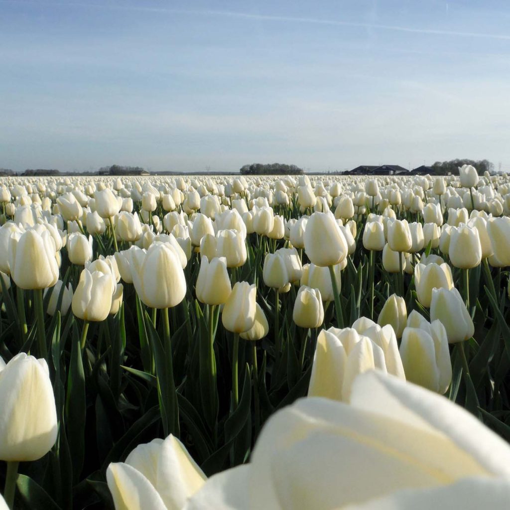 Waar je in het voorjaar buiten Nederland tulpen kunt bewonderen.